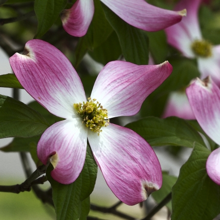 Pink Flowering Dogwood Blossom - Cornus florida Rubra