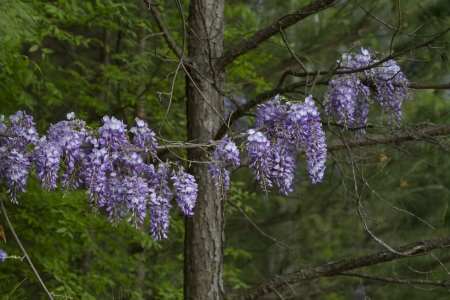 Lavender Purple  Japanese Wisteria sinensis Flowering Vineの写真素材