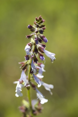 Lyreleaf Sage - Salvia lyrata - Alabama Wildflowerの写真素材