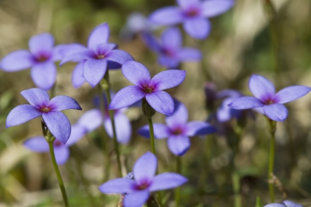 Tiny Bluet  Wildflowers - Houstonia pusillaの写真素材