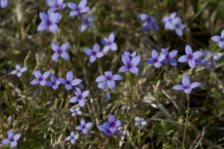 Tiny Bluet - Alabama Wildflowers - Houstonia pusillaの写真素材
