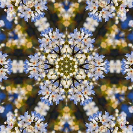 Bradford Calleryana Pear Tree Flowers Kaleidoscopeの写真素材