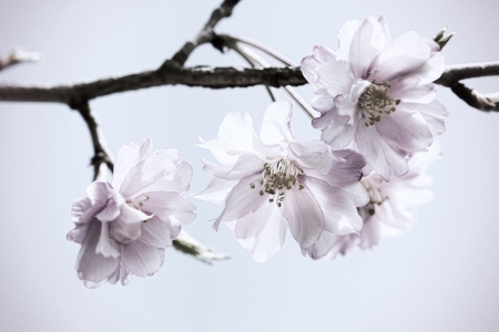 Pastel Toned Japanese Weeping Cherry Blossomsの写真素材