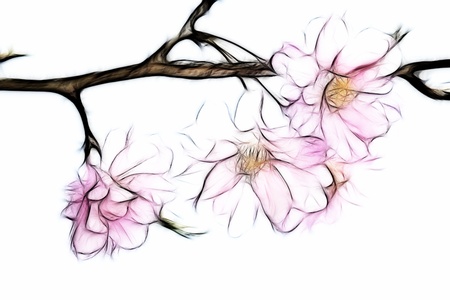 High Key Weeping Cherry Blossom Fractalの写真素材