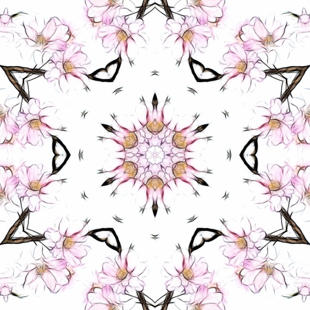 Japanese Weeping Cherry Blossoms Kaleidoscopeの写真素材