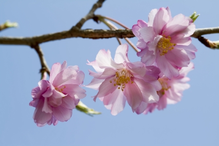 Spring Blooming Weeping Cherry Blossomsの写真素材