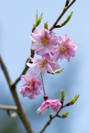 Pink Japanese Weeping Cherry Blossomsの写真素材