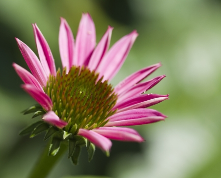Opening Pink Coneflower Echinaceaの写真素材