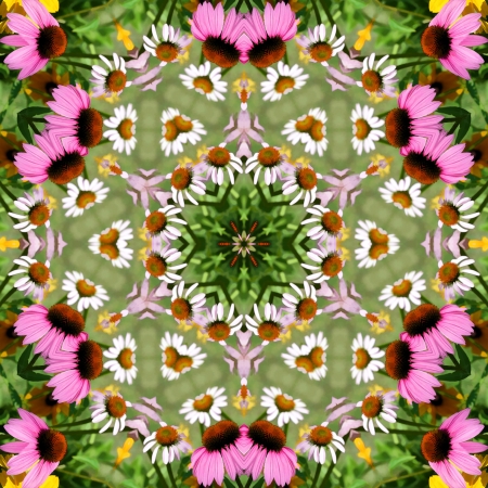 Pink and White Coneflower Echinacea Kaleidoscopeの写真素材