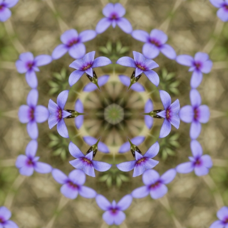 Tiny Bluet  Wildflowers - Houstonia pusilla Kaleidoscopeの写真素材