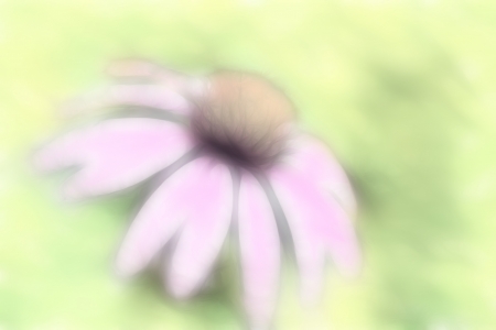 Muted Echinacea Coneflower Backgroundの写真素材