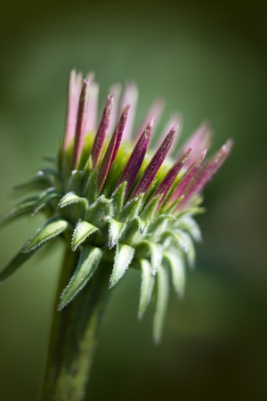 Opening Bud of Pink Coneflower Echinaceaの写真素材