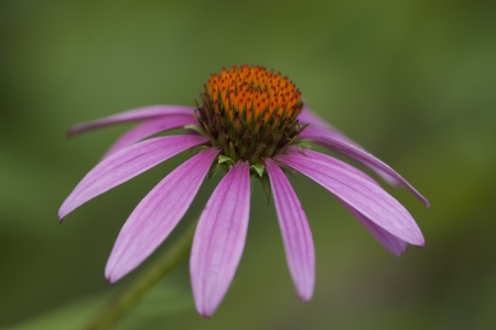 Pink Echinacea Coneflower Backgroundの写真素材