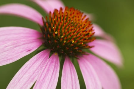 Echinacea Coneflower Macro 2の写真素材
