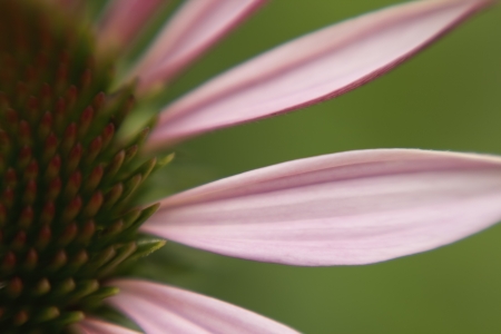  Echinacea Coneflower の写真素材