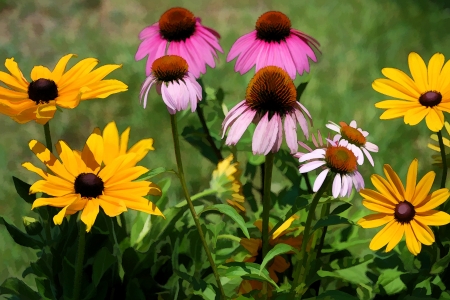 Black Eyed Susans Echinacea Coneflower Daisiesの写真素材