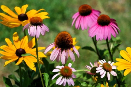 Coneflowers Black Eyed Susans の写真素材