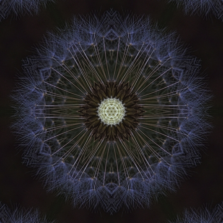 Goatsbeard Wildflower Seeds Kaleidoscopeの写真素材