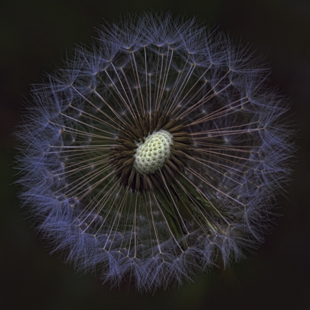 Tragopogon dubius Goatsbeard Wildflower Seeds の写真素材