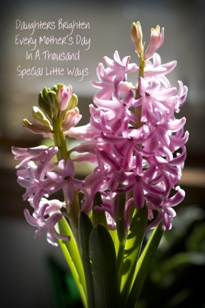 Daughters Brighten Mother s Day Pink Hyacinth Greetingの写真素材