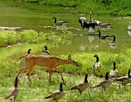 Alabama Whitetail Deer and Waterfowlの写真素材