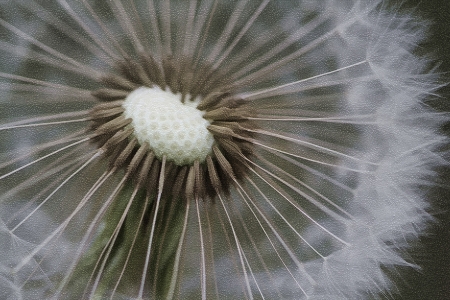 Yellow Goatsbeard Wildflower Seedhead - Tragopogon dubiusの写真素材