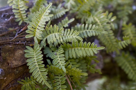 Resurrection Ferns - Pleopeltis polypodioidesの写真素材
