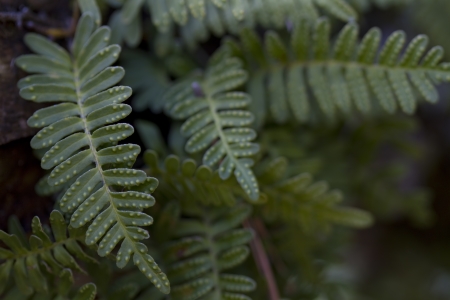 Green Resurrection Fern の写真素材
