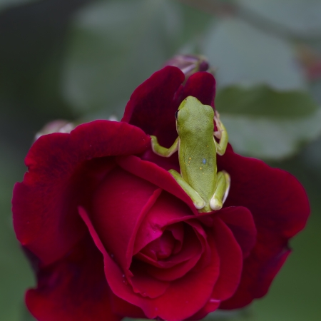 Green Tree Frogs and Red Rosesの写真素材