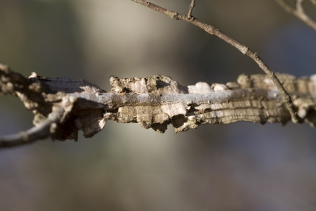 Winged Elm Branch - Ulmus alataの写真素材