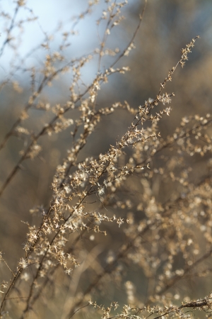 Glistening Gold Pairie Grasses の写真素材