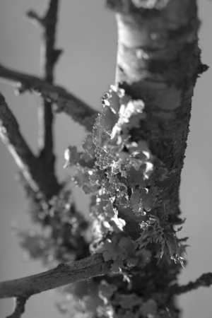 Tattered Rag Platismatia herrei Lichen in Black and Whiteの写真素材