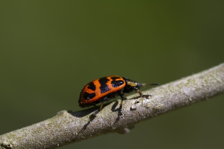 Crawling Orange and Black Leaf Bug - Chrysomelaの写真素材