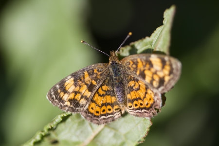 Pearl Cresent - Phyciodes tharos - Brush-footed Butterflyの写真素材