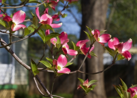 Cornus Floridus - Red Flowering Dogwood Branchの写真素材