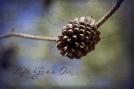 Ponderosa Pine Life Goes On Messageの写真素材