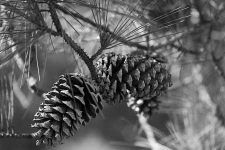 Ponderosa Pinecones and Needles in Black and Whiteの写真素材