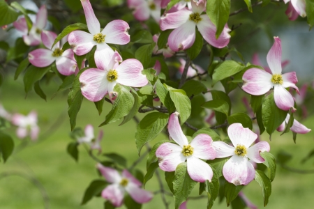 Pink Dogwood Blossom Branchの写真素材