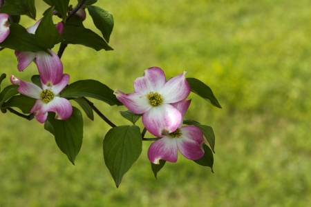 Pretty In Pink Dogwood Blossom Backgroundの写真素材