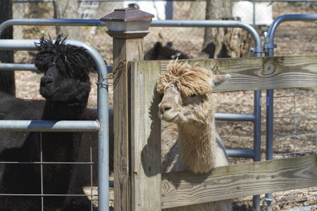 Penned Alpacas - Vicugna pacosの写真素材