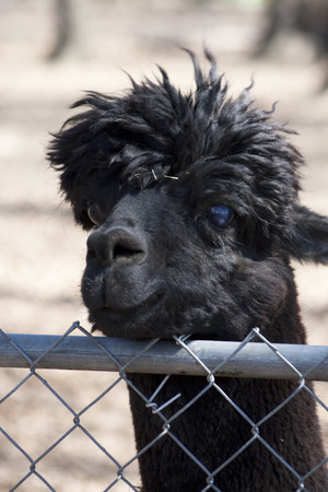 Mature Adult Alpaca - Vicugna pacosの写真素材