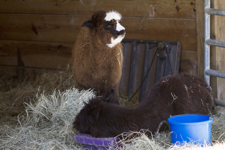Peruvian Alpaca Mother and Baby - Vicugna pacosの写真素材