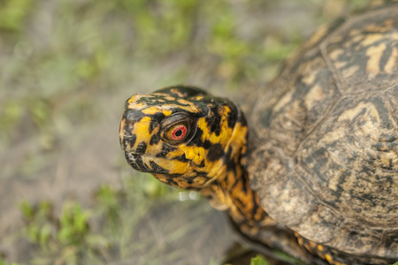 Male Red Eyed Box Turtle - Terrapene carolinaの写真素材