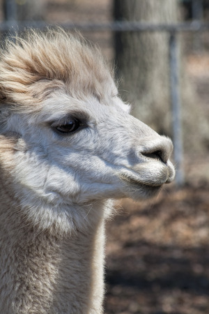 White Adult Peruvian Alpaca Head Shot - Vicugna pacosの写真素材