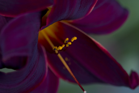 Burgundy and Gold Velvet Daylily Macroの写真素材