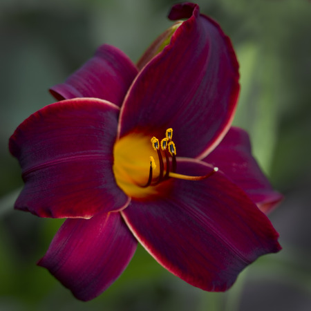 Burgundy and Gold Velvet Daylily Squareの写真素材