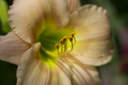 Fancy Pastel Peach Daylily - Hemerocallisの写真素材