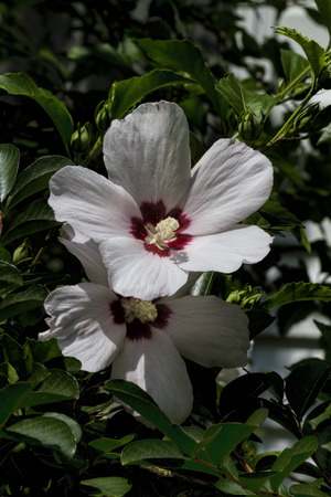 Alabama Wildflower  Woolly Rose Mallow 2の写真素材
