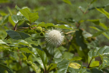 Buttonbush Wildflower -  Cephalanthus occidentalis