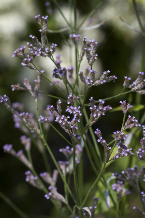 Purpletop Vervain Verbena Bonariensis Wildflowersの写真素材